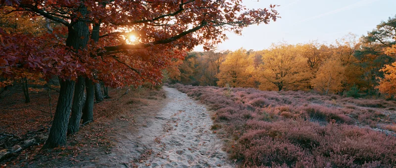 Sandy path winding through autumn forest with colorful trees and heather under golden sunlight