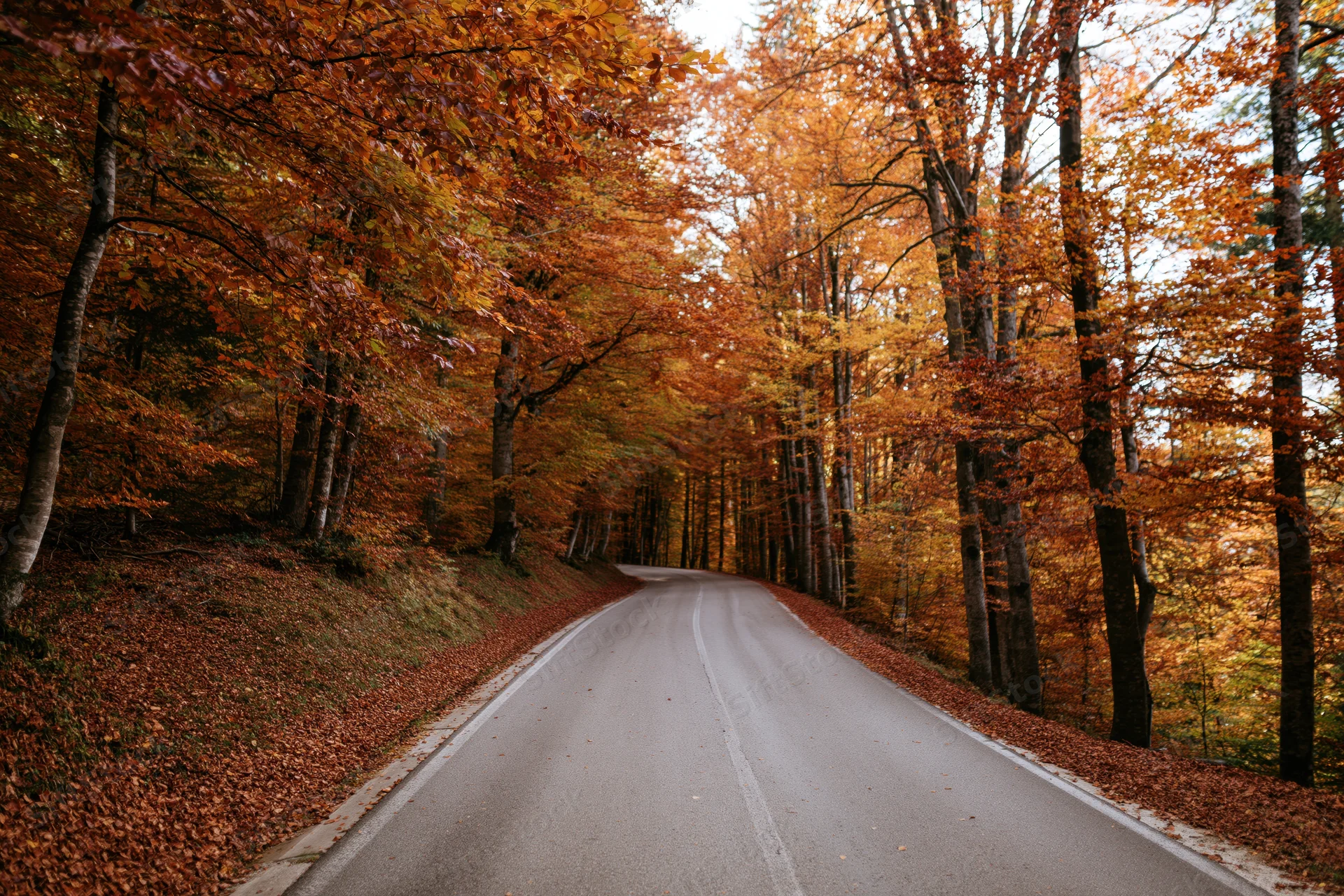 Winding asphalt road through autumn forest with orange foliage and fallen leaves on sides