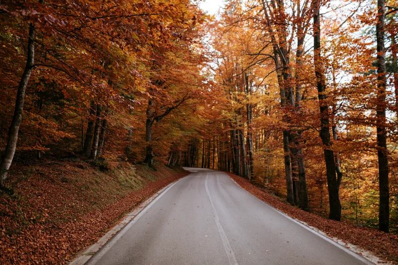 Winding asphalt road through autumn forest with orange foliage and fallen leaves on sides