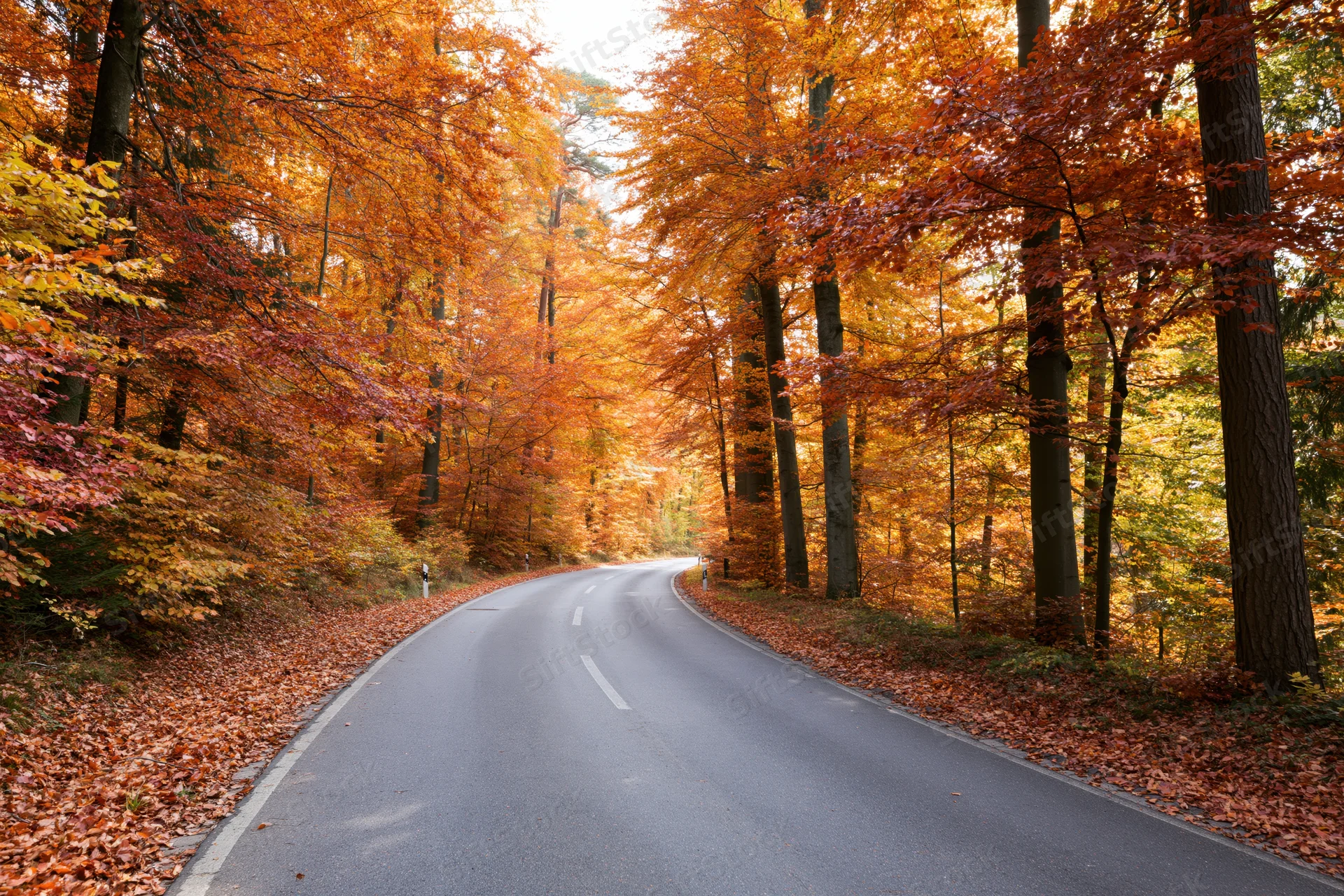 Winding asphalt road through autumn forest with colorful foliage lining both sides