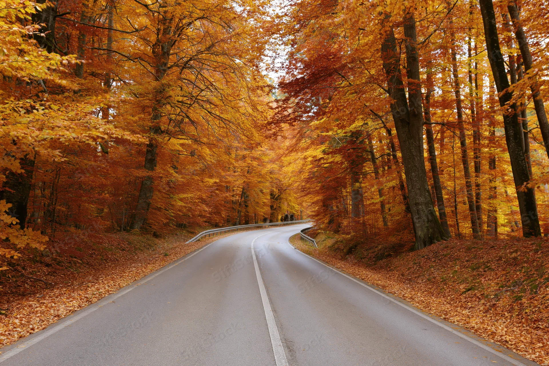 Winding asphalt road curving through autumn forest with colorful foliage and fallen leaves along the sides