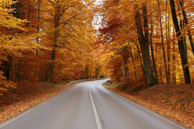 Narrow two-lane asphalt road curving through a dense forest