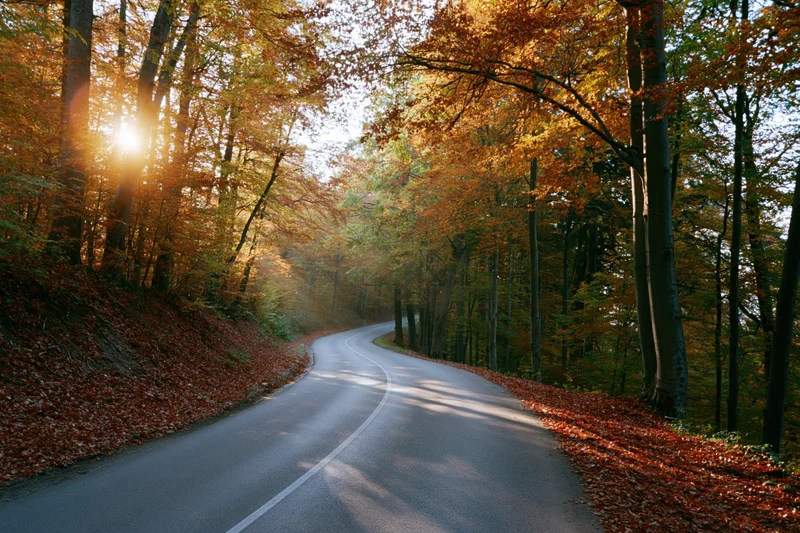 Winding asphalt road through autumn forest with sunlight filtering through trees