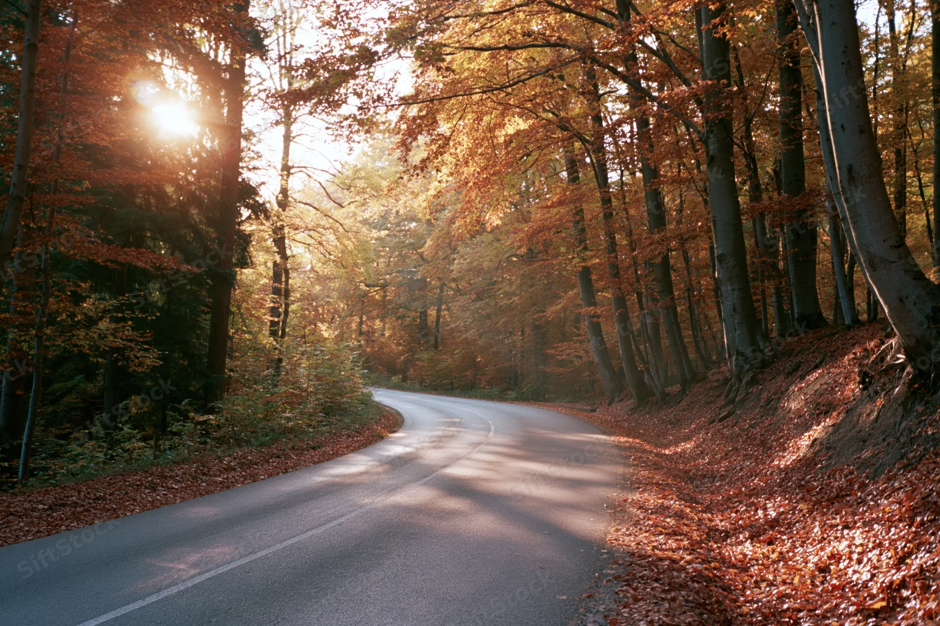 Winding asphalt road curving through autumn forest with sunlight filtering through trees