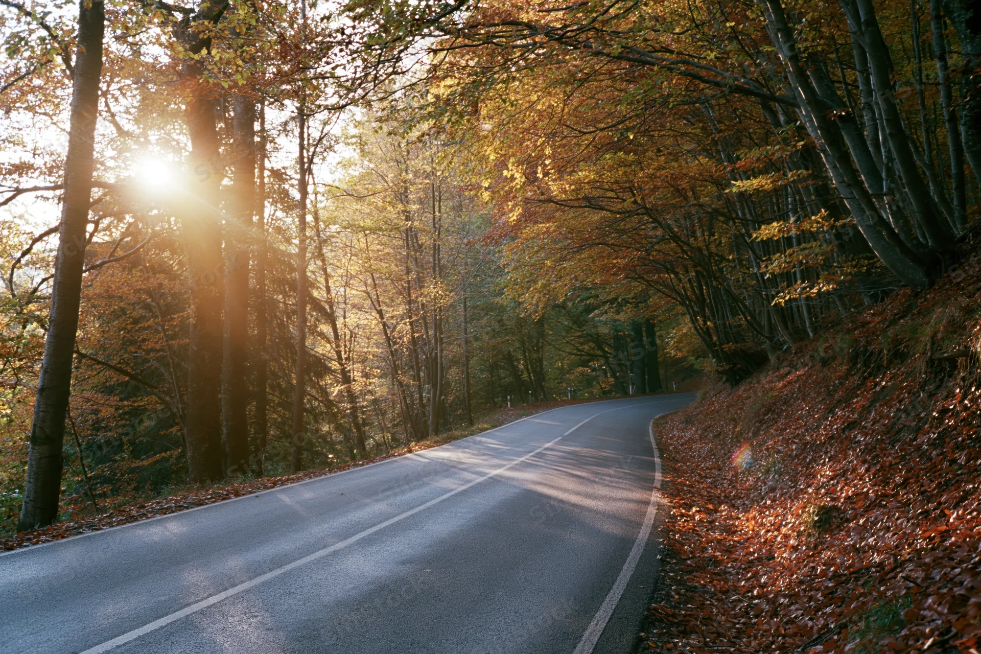 Winding asphalt road curving through autumn forest with sunlight filtering through trees