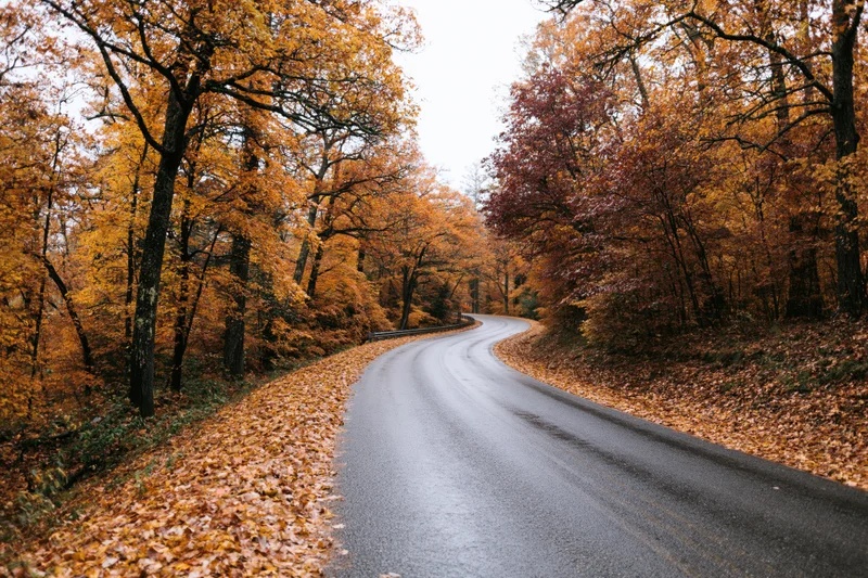 Winding asphalt road curving through autumn forest with fallen leaves on sides