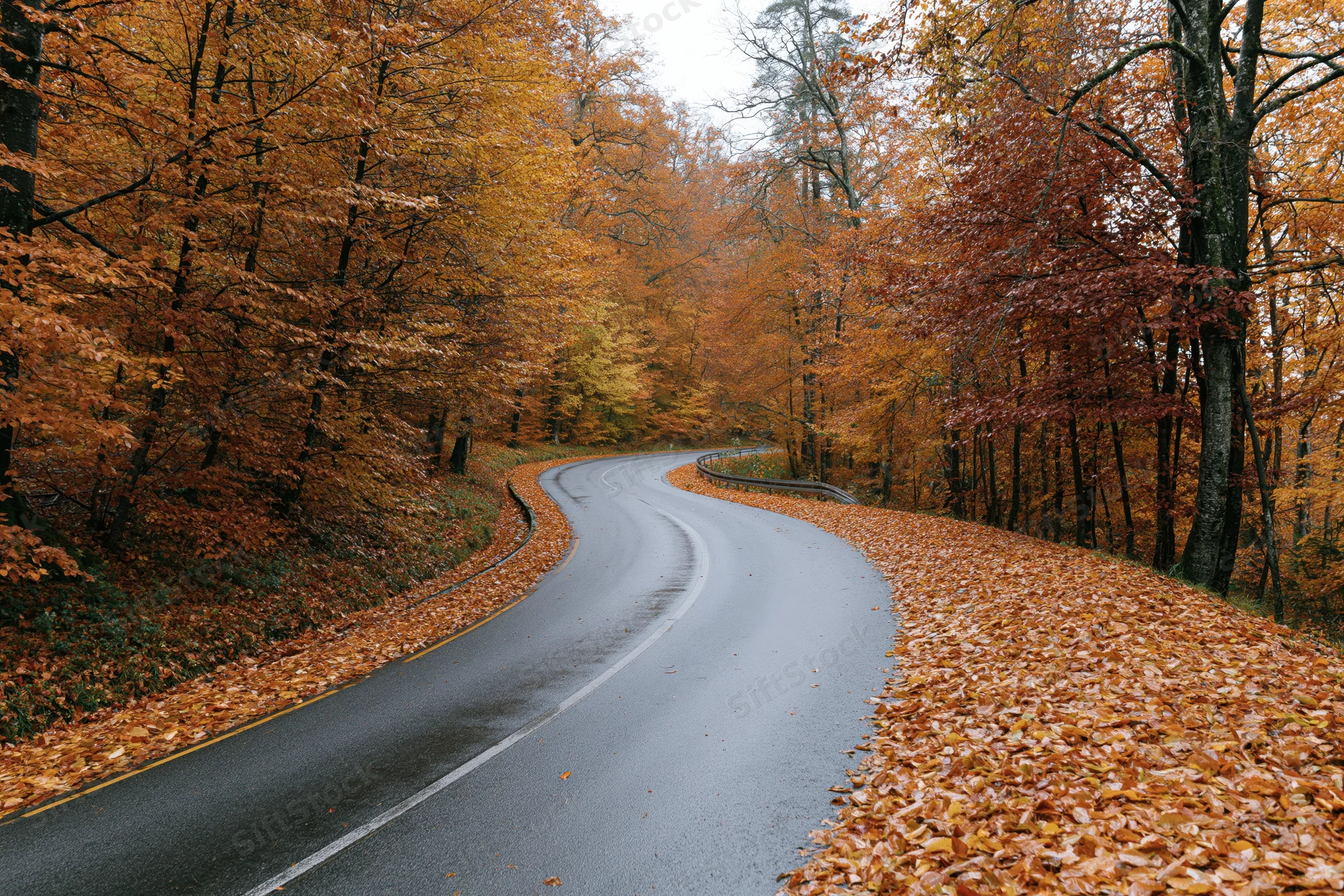 Winding asphalt road curving through autumn forest with fallen leaves lining the sides