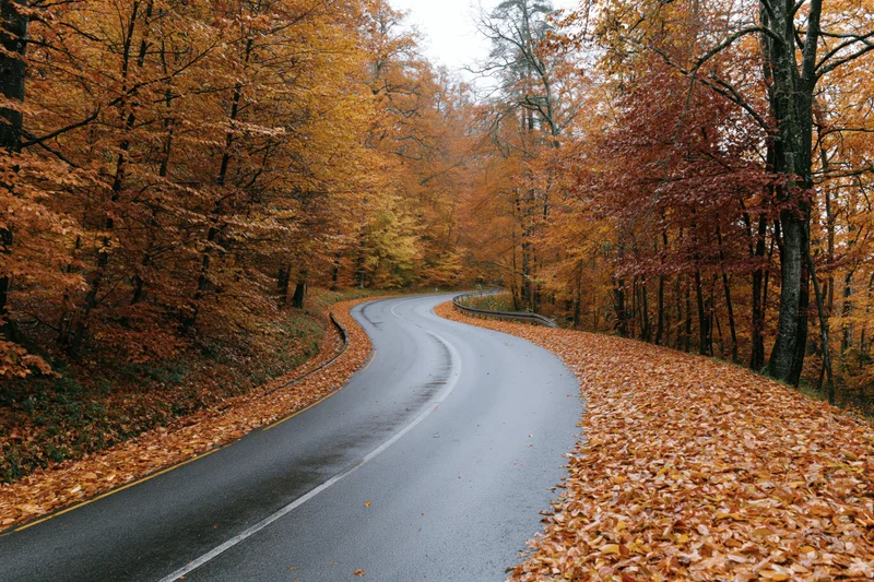 Narrow winding road curving through a dense autumn forest