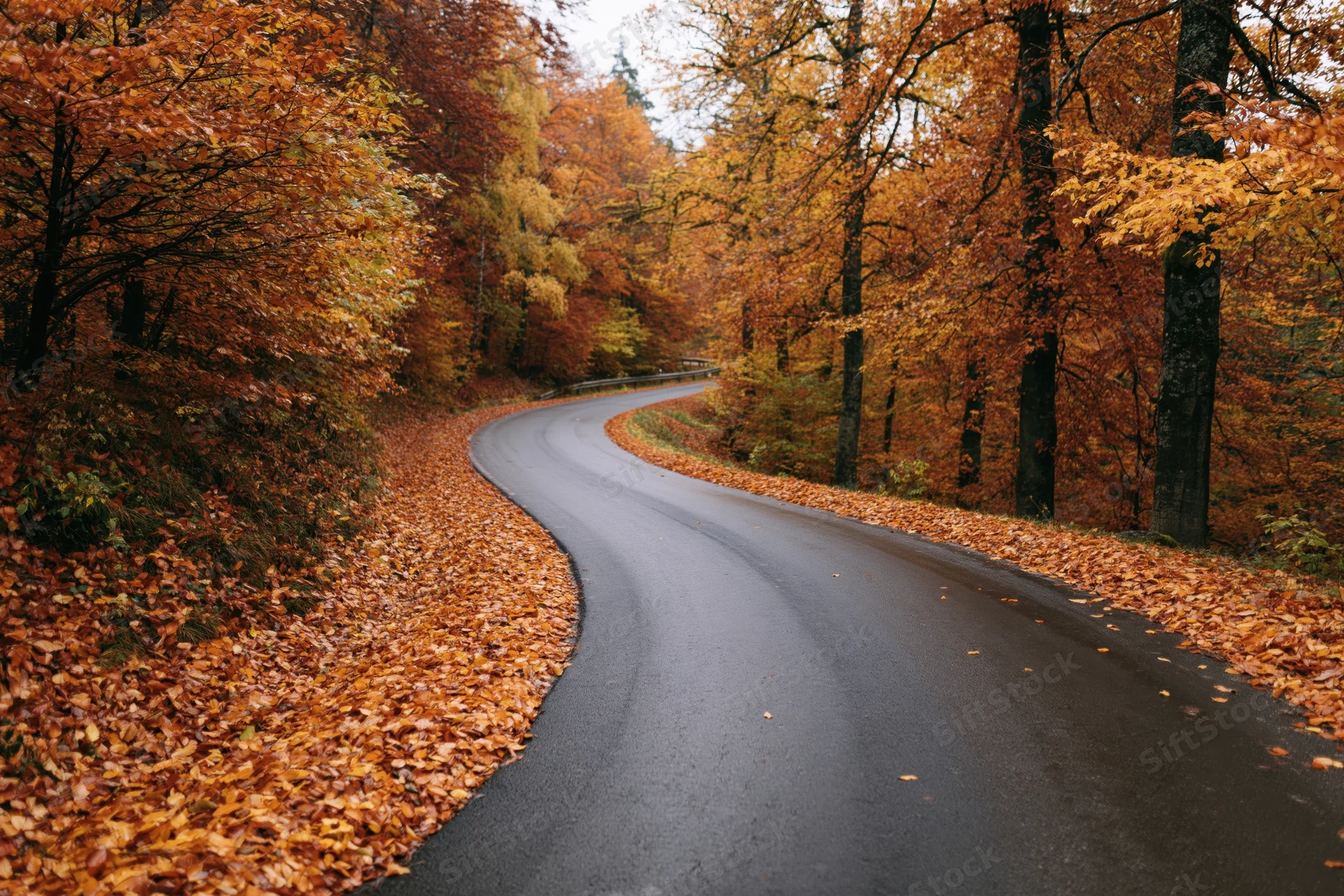 Winding asphalt road curving through autumn forest with fallen leaves lining the sides