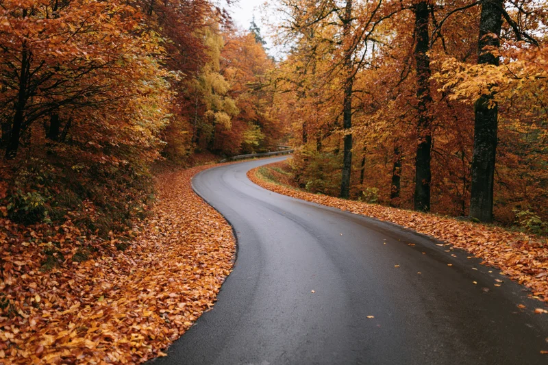 Winding asphalt road curving through autumn forest with fallen leaves lining the sides