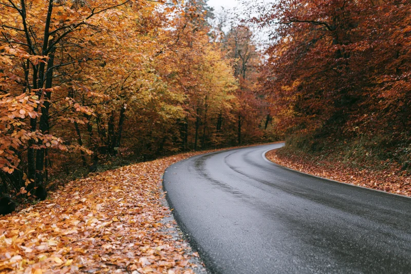 Winding asphalt road curving through autumn forest with fallen leaves lining the sides