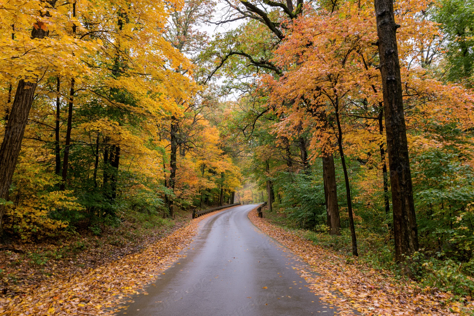 Winding paved road through autumn forest with colorful foliage and fallen leaves on damp ground