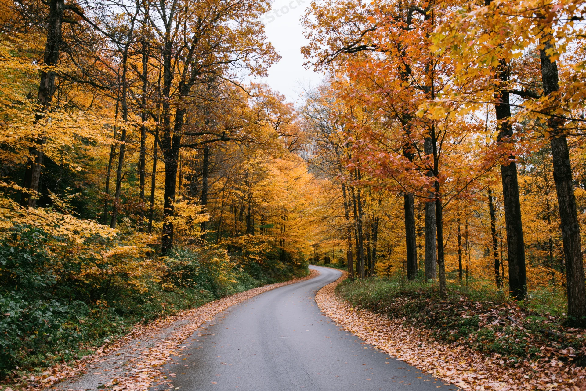 Winding paved path through autumn forest with colorful foliage and fallen leaves