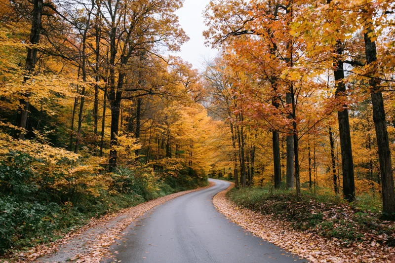 Winding paved path through autumn forest with colorful foliage and fallen leaves