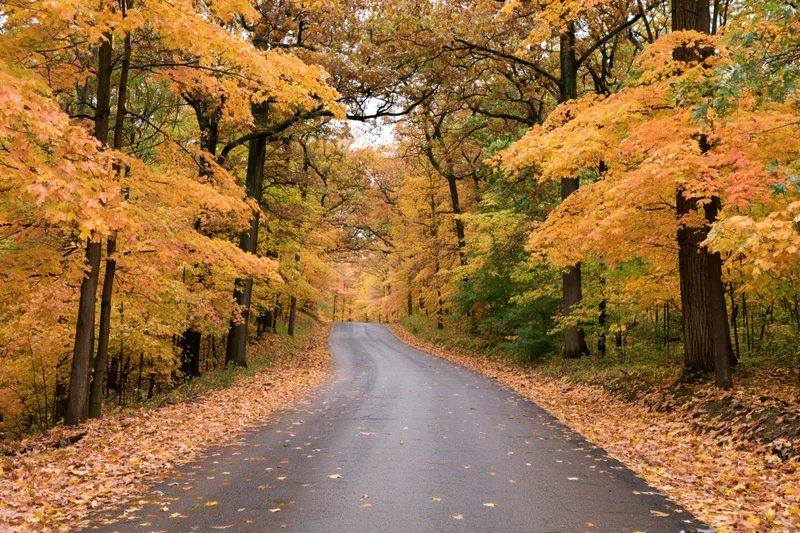 Winding paved road lined with autumn trees and fallen leaves in a forest