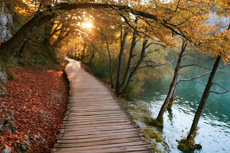 Wooden boardwalk curving along calm lake edge through autumn forest with trees arching overhead
