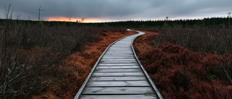 Wooden boardwalk curving through open moorland bog at twilight