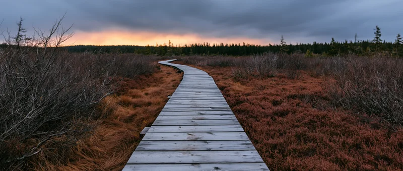 Wooden boardwalk curving through open moorland bog at twilight