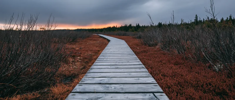 Wooden boardwalk curving through open moorland bog at twilight
