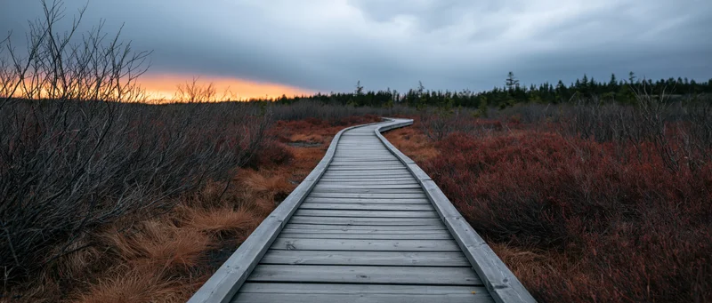 Wooden boardwalk curving through open moorland bog at twilight