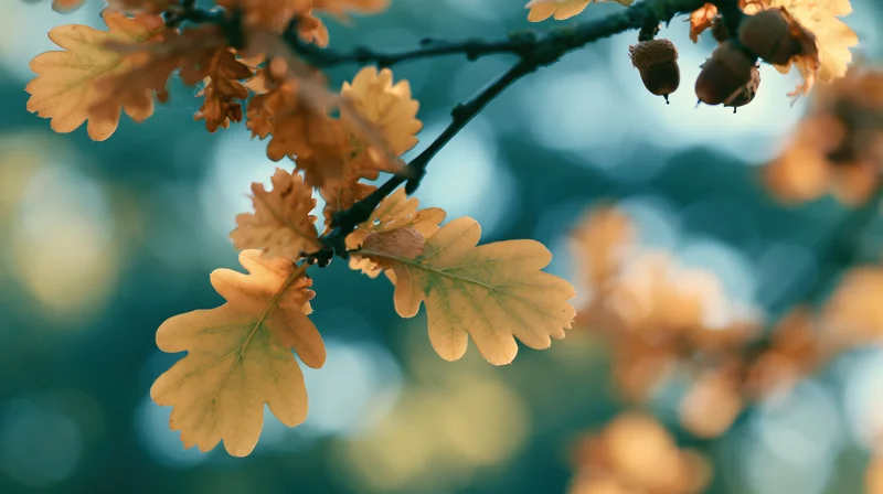 Oak branch with golden autumn leaves and small acorns hanging in a forest setting