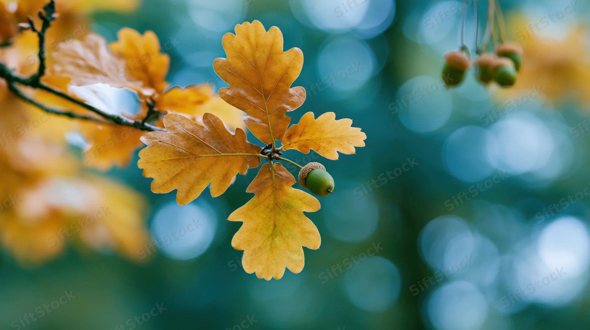 Oak branch with golden autumn leaves and small acorns hanging in a forest setting