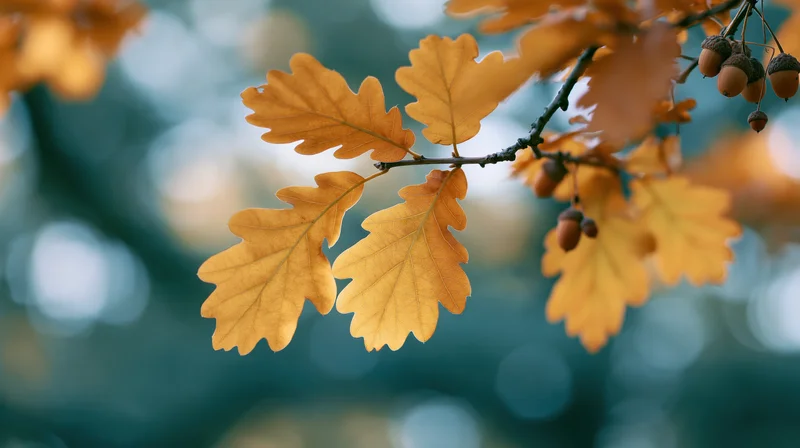 Oak branch with golden autumn leaves and small acorns hanging against a blurred forest background