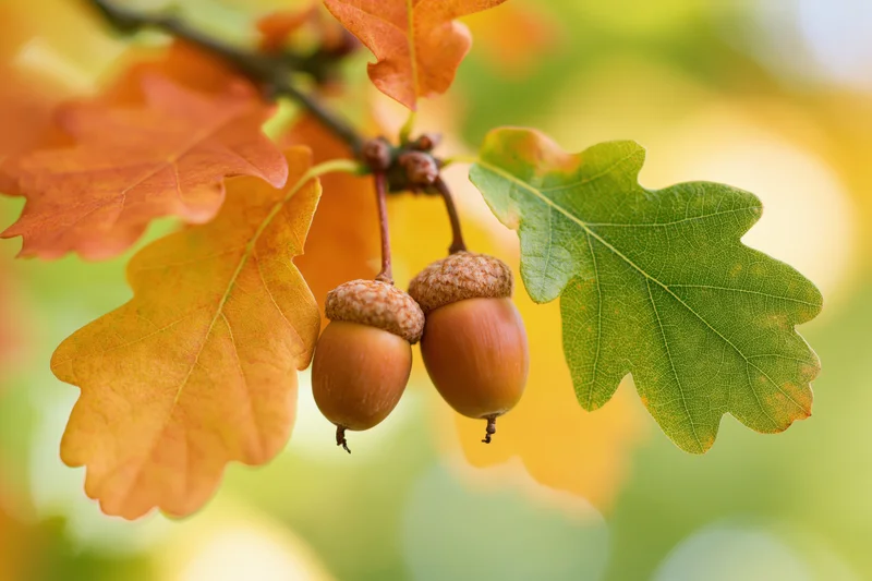 Two acorns hanging from an oak branch among autumn leaves in a natural outdoor setting