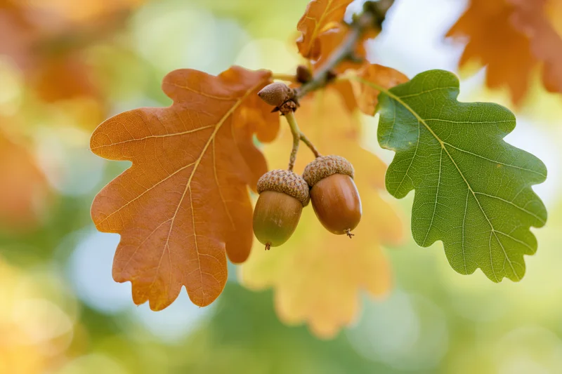 Oak branch with two acorns and autumn leaves in close-up view