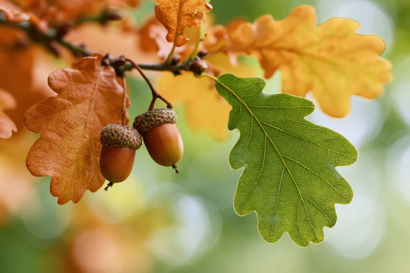Oak branch with two acorns and autumn leaves in closeup view