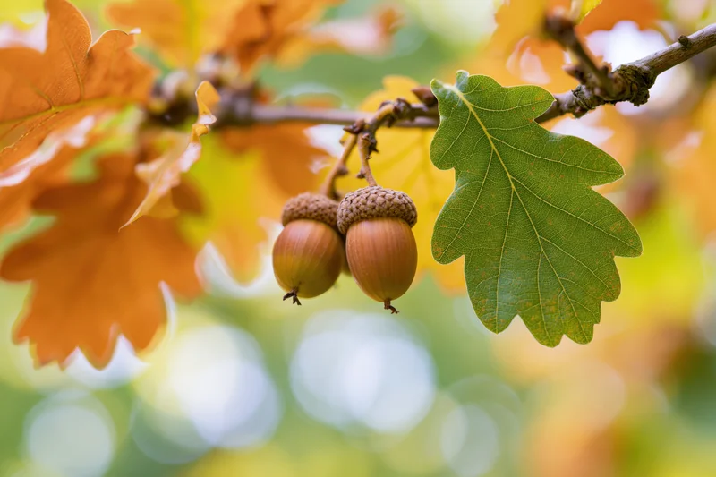 Two acorns hanging from an oak branch among autumn leaves in a forest setting