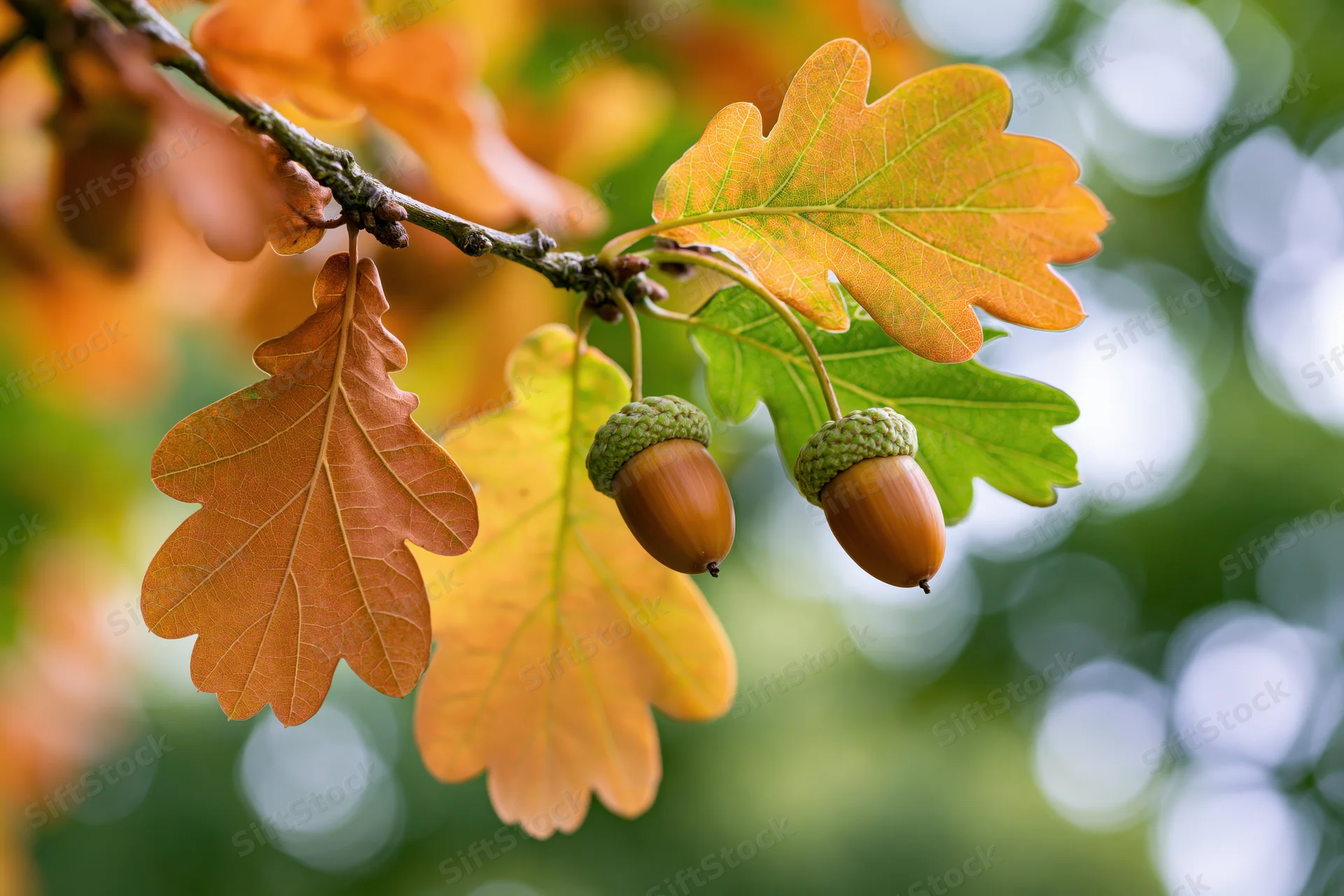 Oak branch with two acorns and autumn leaves in natural outdoor setting