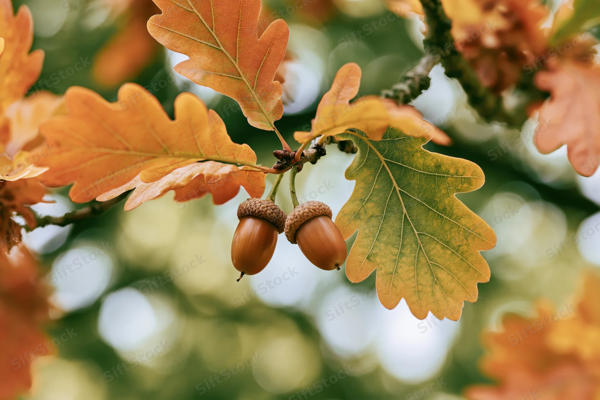 Oak branch with two acorns hanging among autumn leaves in natural setting