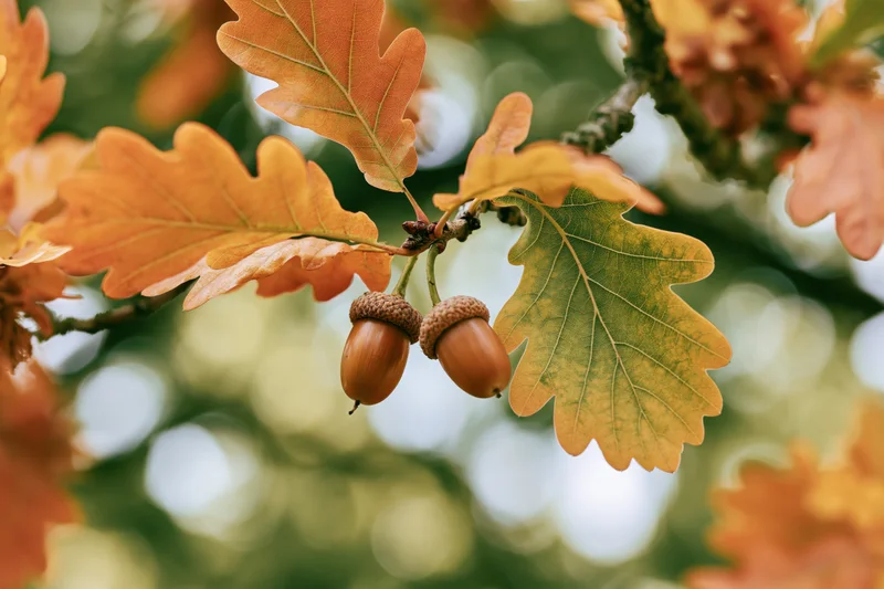 Oak branch with two acorns hanging among autumn leaves in natural setting