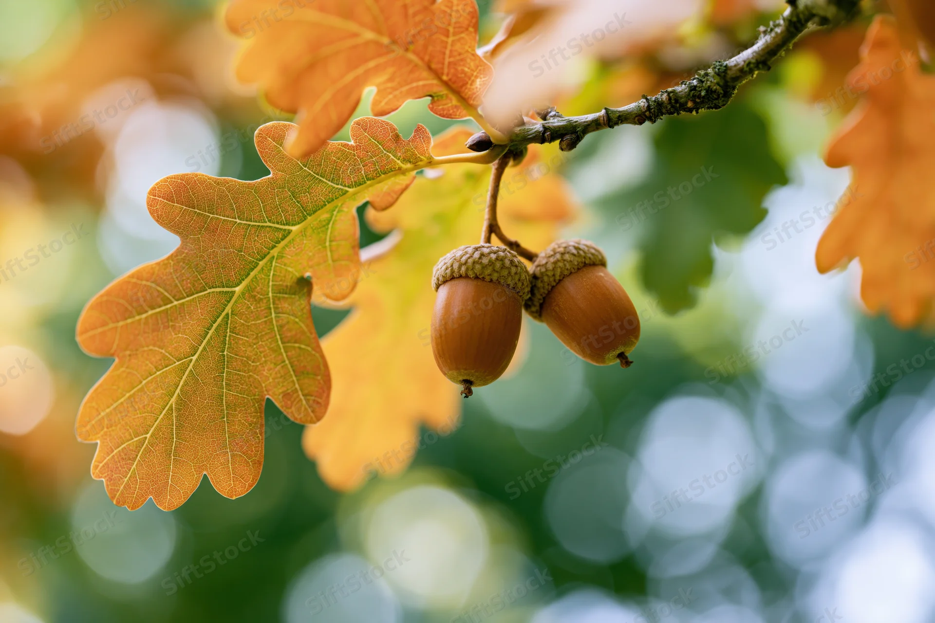 Two acorns hanging from an oak branch among autumn leaves with blurred green background