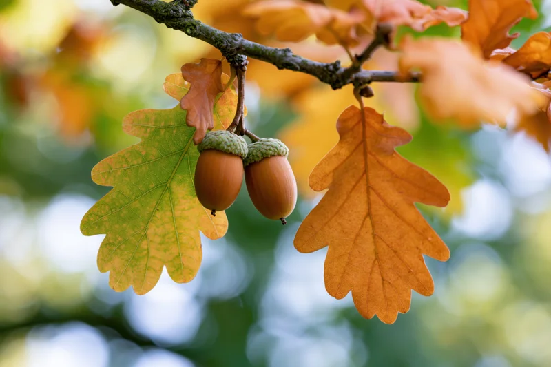 Two acorns hanging from an oak branch among autumn leaves in a forest setting