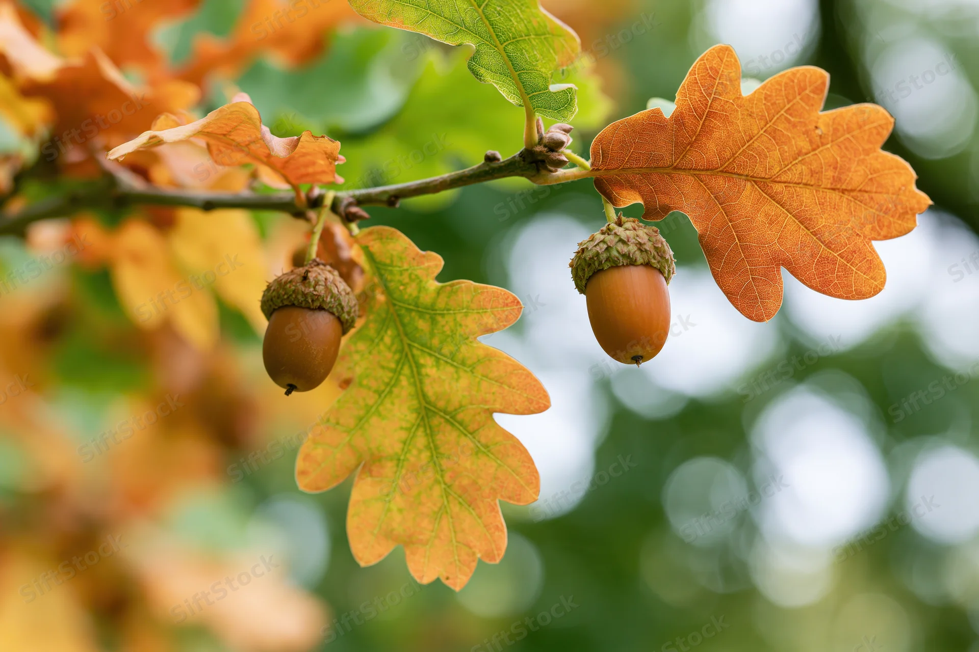 Oak branch with two acorns and autumn leaves in natural setting