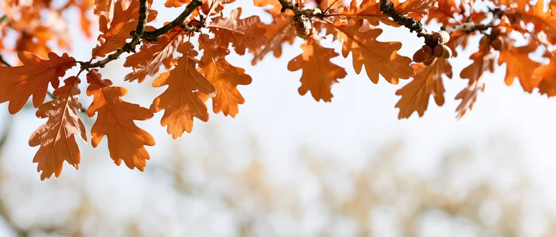 Oak branches with autumn leaves and acorns arching across the frame against a bright sky