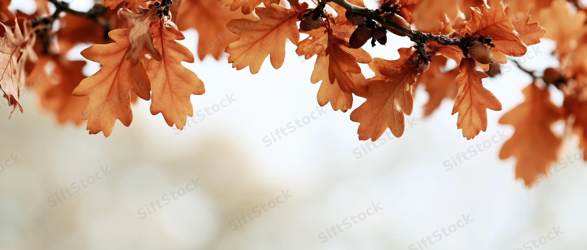 Oak branches with autumn leaves and acorns arching across the frame against a soft blurred background