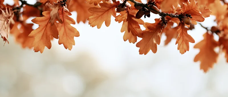Oak branches with autumn leaves and acorns arching across the frame against a soft blurred background