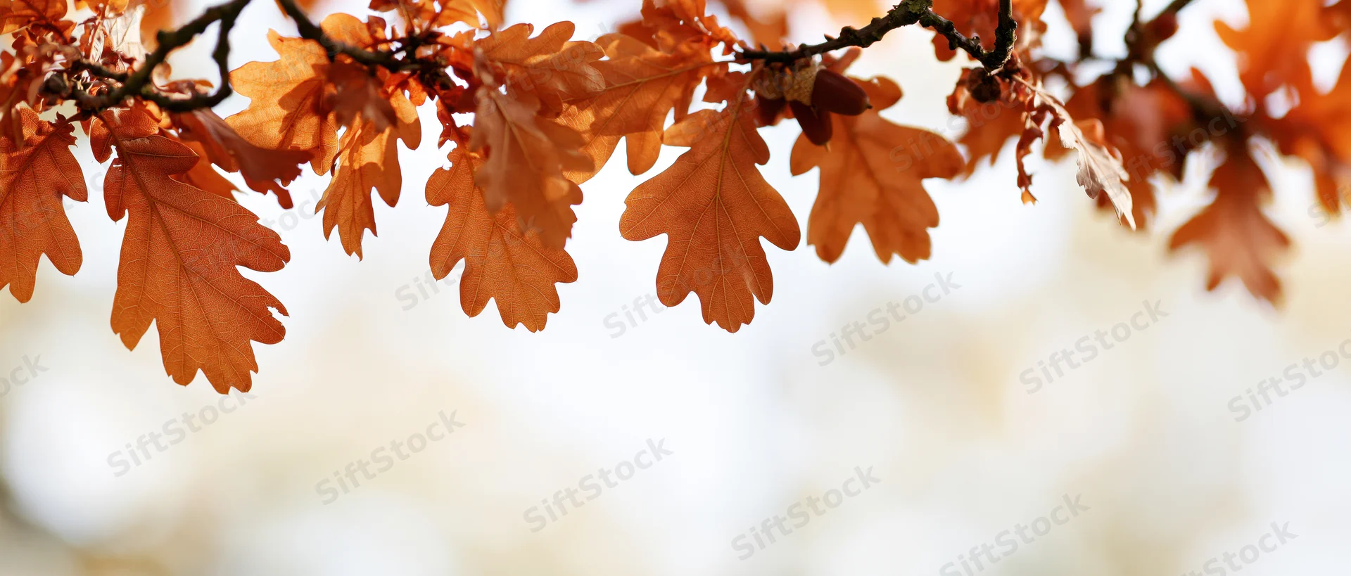 Oak branch with autumn leaves and acorns arching across the frame against a soft blurred background