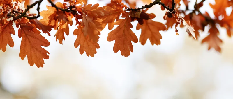 Oak branch with autumn leaves and acorns arching across the frame against a soft blurred background