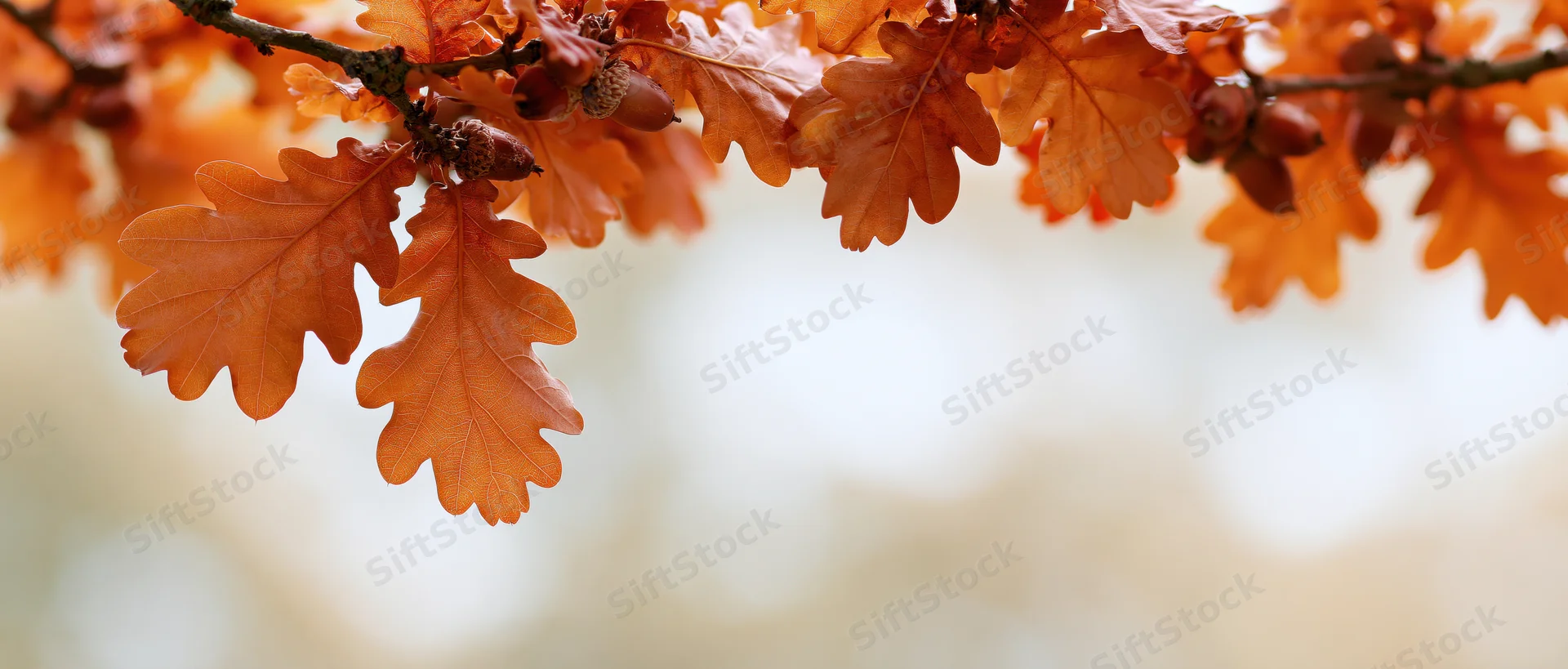 Oak branch with autumn leaves and acorns arching across the frame against a soft blurred background