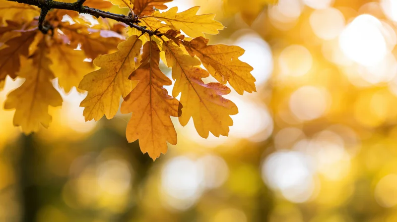 Golden oak leaves hanging from a branch in autumn sunlight with blurred forest background