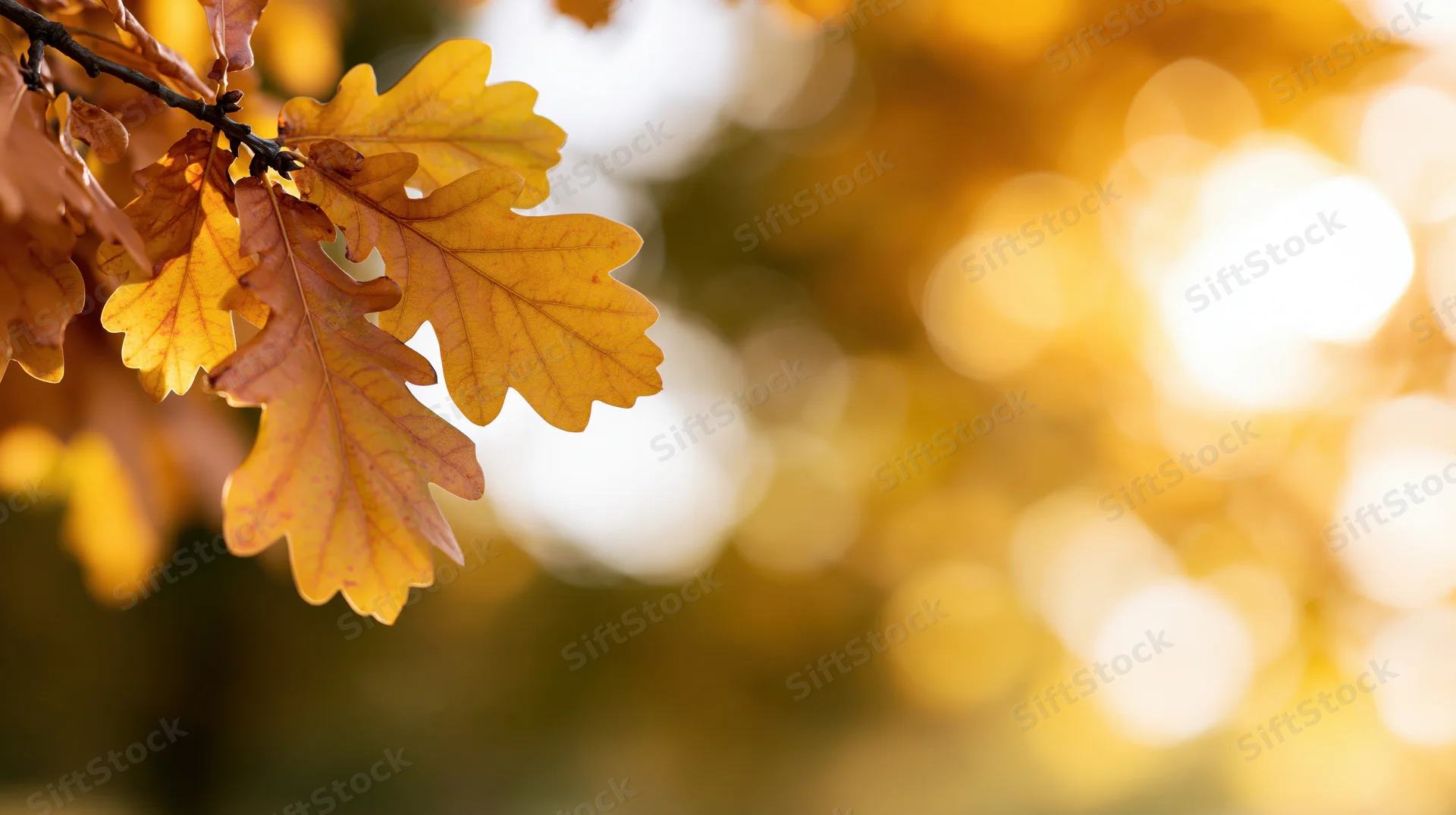 Golden oak leaves on a branch with soft sunlight and bokeh background