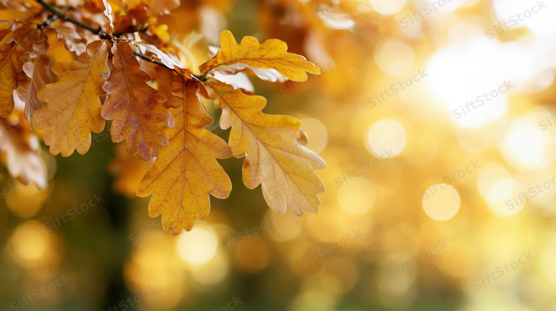 Golden oak leaves on a branch with sunlight and bokeh in the background