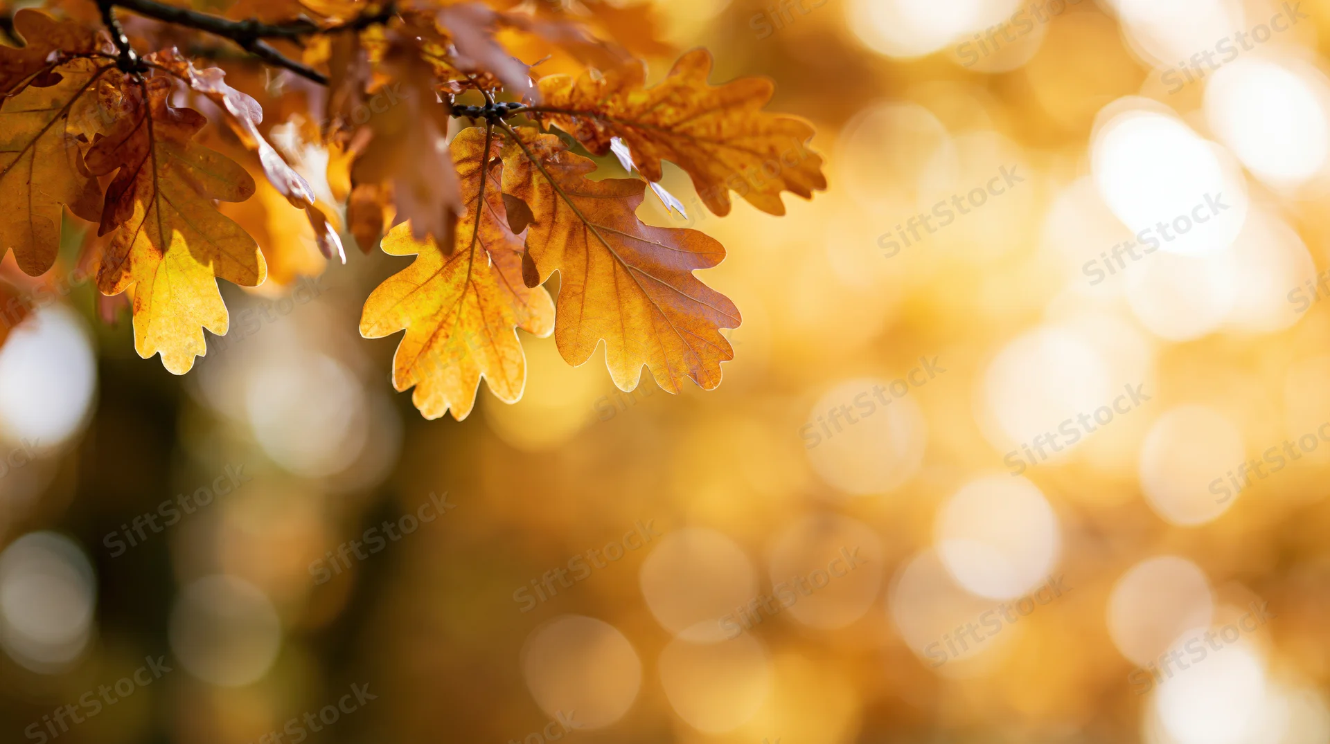 Golden oak leaves on a branch in autumn sunlight with blurred background