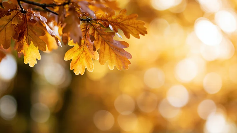 Golden oak leaves on a branch in autumn sunlight with blurred background
