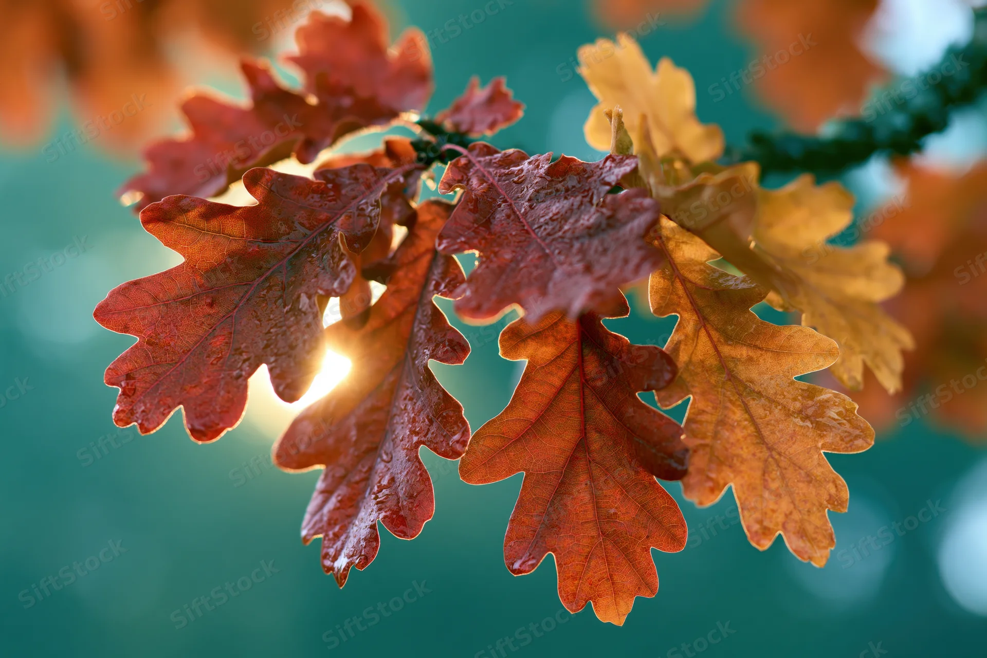 Oak branch with autumn leaves backlit by sunlight in a forest setting