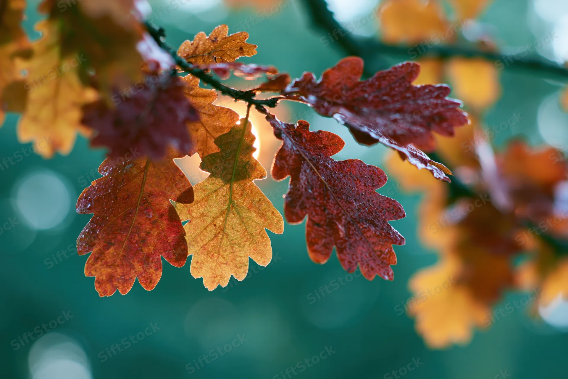 Autumn oak leaves in vibrant red and orange hues on a branch with sunlight filtering through, set against a blurred green forest background